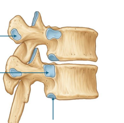 <p>top to bottom </p>