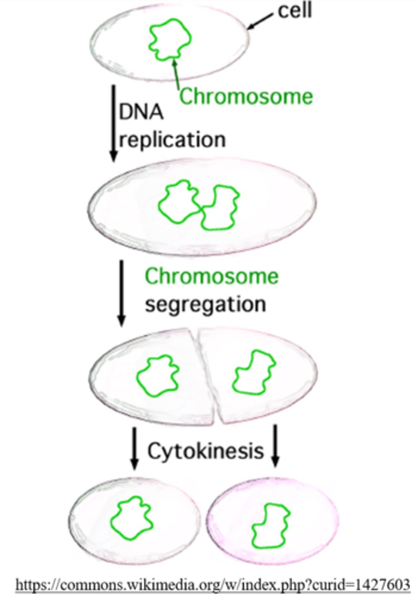<p>binary fission (asexual reproduction)</p>