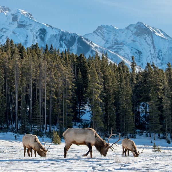 <p>Cold winters, short growing season, primarily coniferous trees </p>