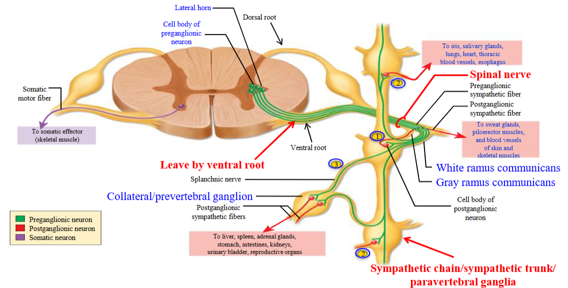 <ol><li><p>Synapse immediately with a post-ganglionic neuron in the sympathetic ganglion. </p></li><li><p>Travels up or down the chain and synapses in ganglia at other levels. </p></li><li><p>Pass through chain without synapsing, continue to collateral ganglion as splanchnic nerve.</p></li></ol><p></p>