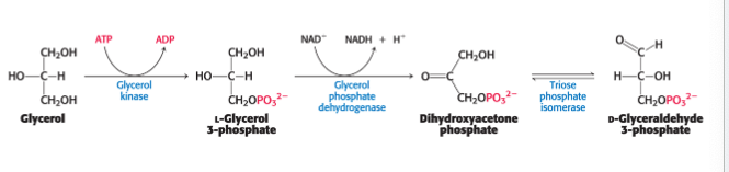 <p>glycolytic intermediate in the liver</p><ul><li><p>glycerol is absorbed by the <strong>liver</strong> → phosphorylated → oxidized to <strong>dihydroxyacetone phosphate</strong> and isomerized to glyceraldehyde 3-phosphate</p></li></ul><p></p>