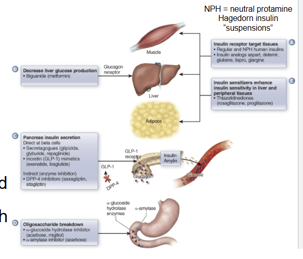 <p>type 2 diabetes (B cells work but receptors don’t)</p>