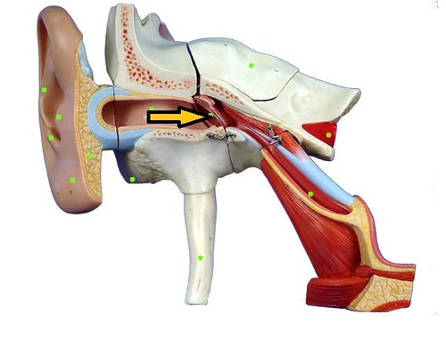 <p>thin oval membrane separating the auditory canal from the middle ear, eardrum</p>