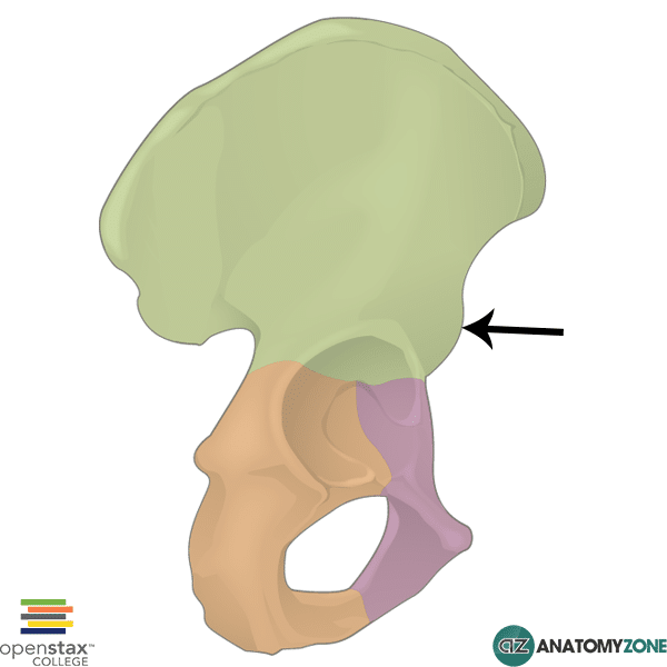 <p>inferior to the anterior superior iliac spine, below a the indentation</p>