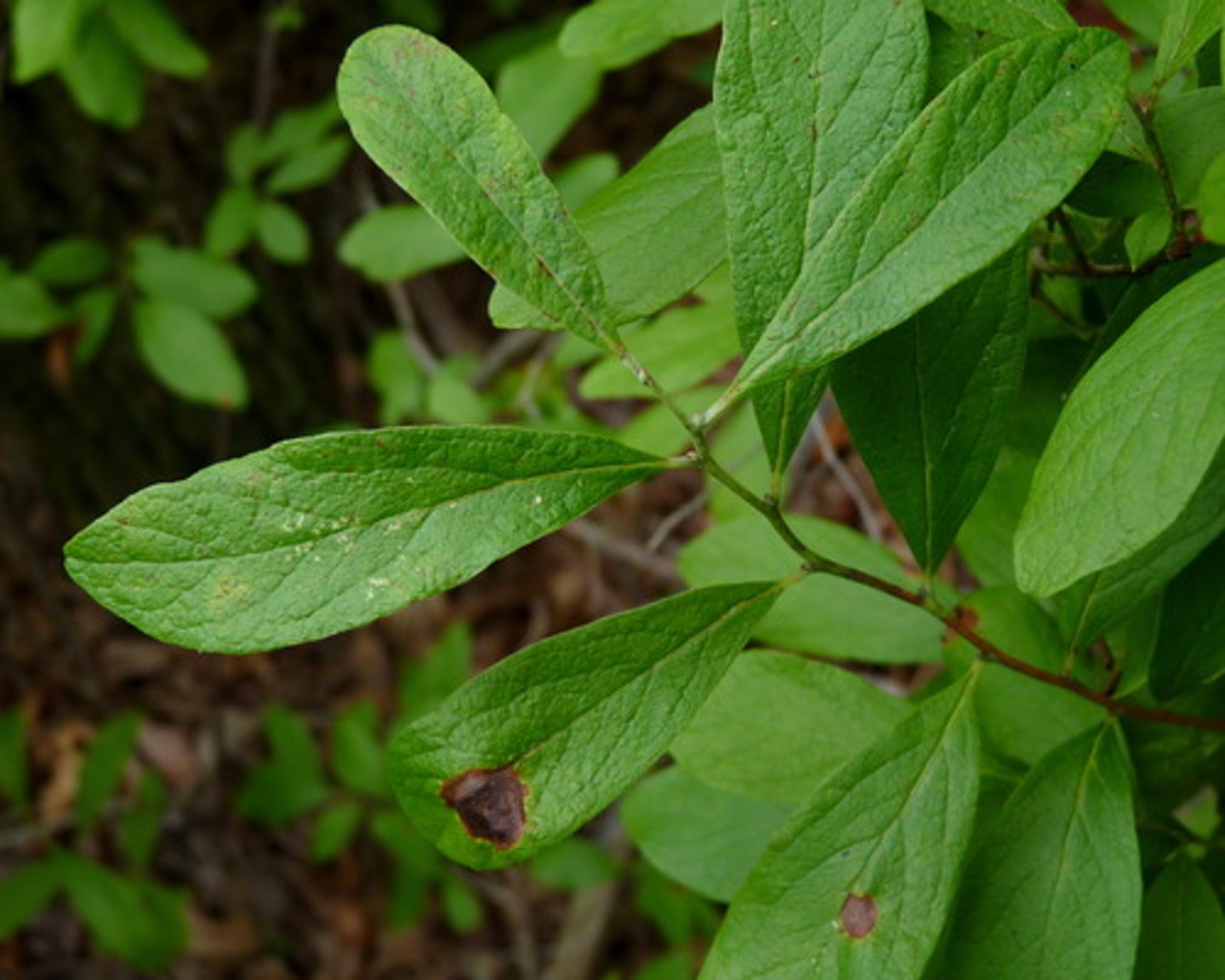 <p>Shrub with resin dots on underside of leaves, producing black berries; Jamesburg, Cheesequake.</p>