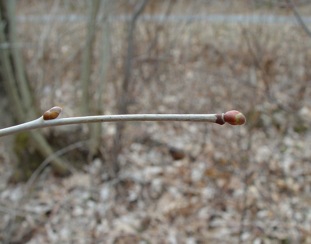 large, alternate, heart-shaped leaf with asymmetrical base

yellow fall color

NOT a street tree

large vertical plates on bark