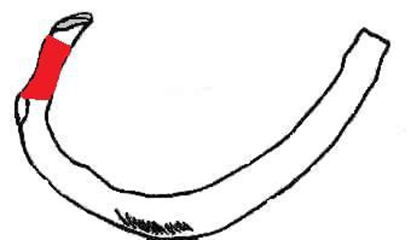 <p>between head and tubercle</p>