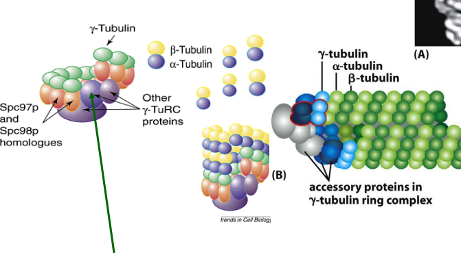 <p>γ-tubulin ring complex </p><ul><li><p><strong>γ-TuRC acts like a platform</strong> that helps new microtubules start growing.</p></li><li><p>It removes the <strong>barrier to nucleation</strong>, making microtubule formation much easier.</p></li></ul><p> </p>