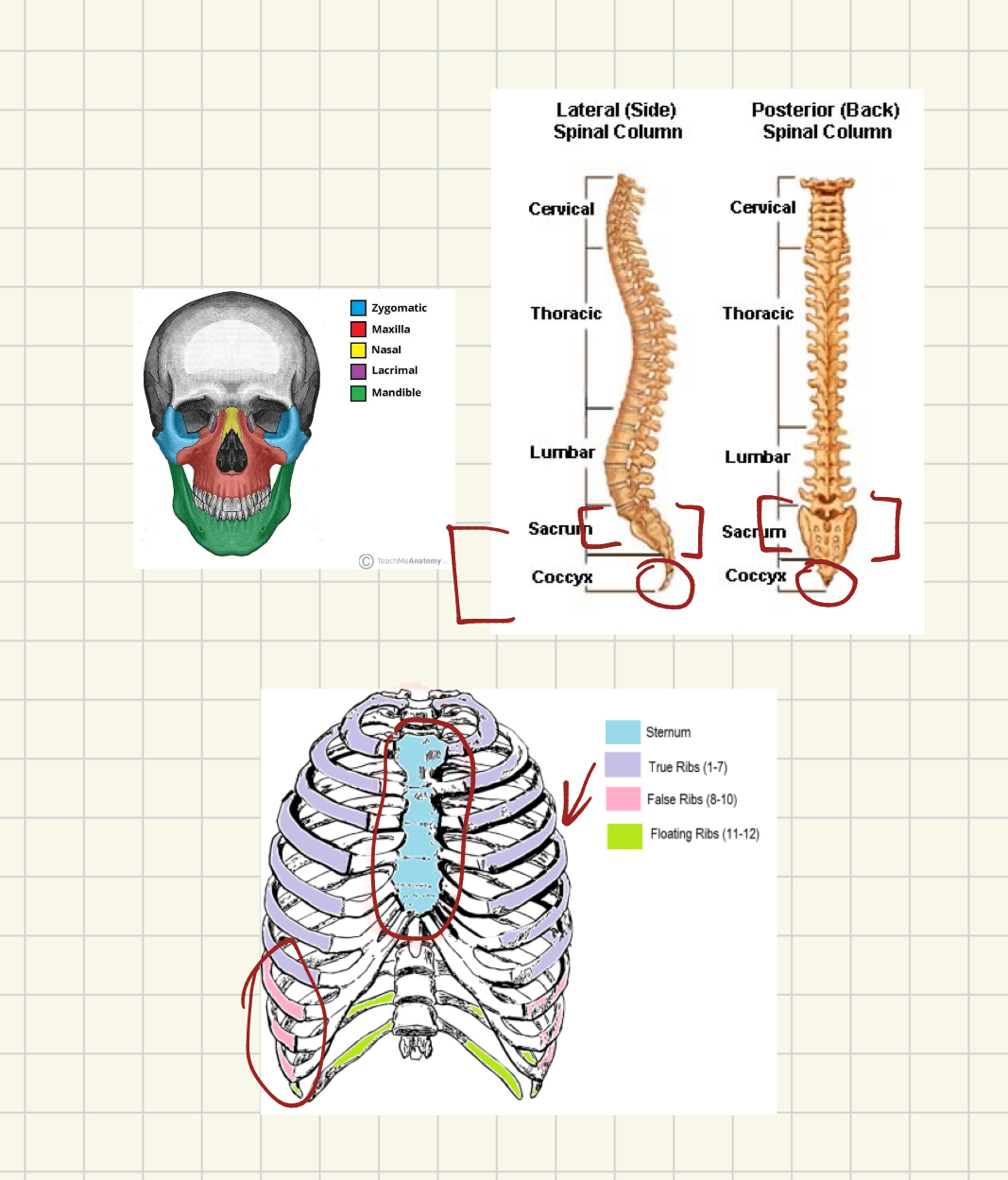 <p>The bony thorax + the coastal cartilage results in the </p>