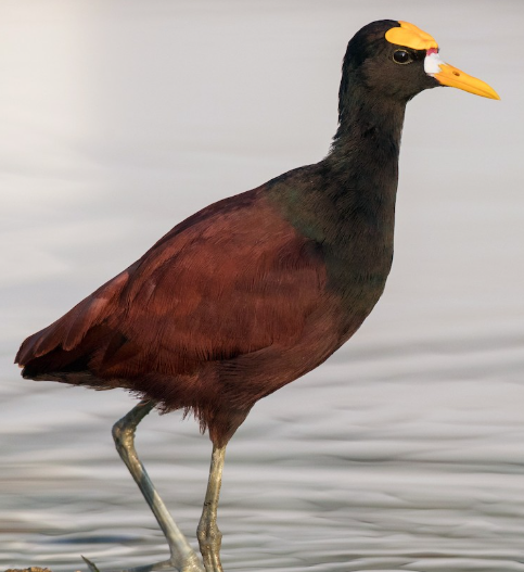 <p>What bird is this?</p>