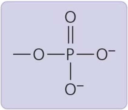 <p>contributes negative charge (1- when inside chain, 2- when on end); organic phosphate</p>