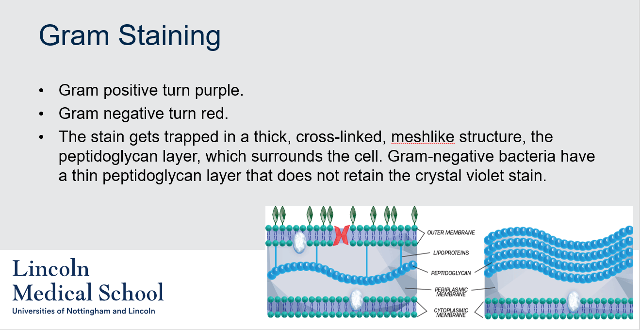 <p>Gram positive bacteria retain the crystal violet stain and turn purple, while Gram negative bacteria do not retain the stain and turn red. This is because the crystal violet stain gets trapped in the thick, cross-linked, mesh-like structure of the peptidoglycan layer, which surrounds the cell in Gram-positive bacteria. In contrast, Gram-negative bacteria have a thin peptidoglycan layer that does not retain the crystal violet stain, making them appear red after the counterstain with safranin.</p>