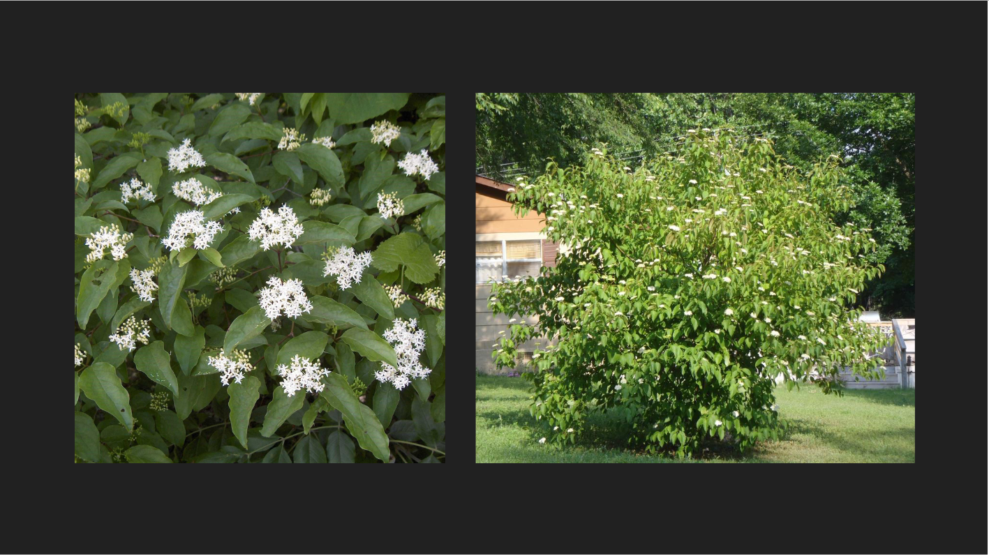 <p>Cornus drummondii</p><p>Swamp Dogwood</p><p>Roughleaf Dogwood</p>