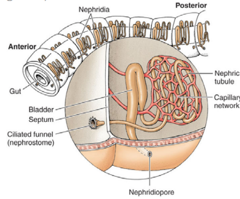 <p>nephridia in each segment; funnel pulls water in, tubules reabsorb water, empties out nephridiopore</p>