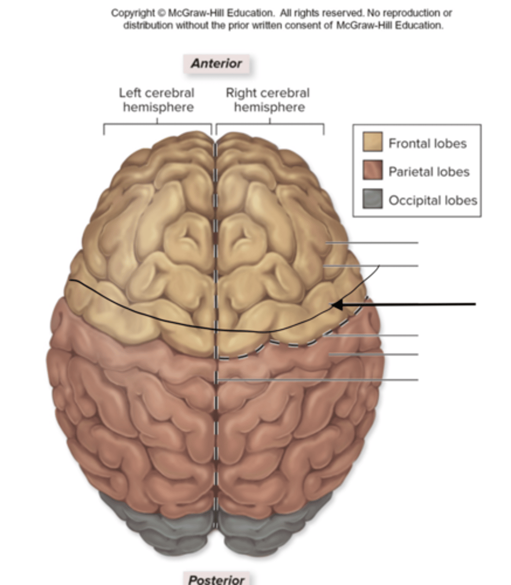 <p>Primary somatic motor area of the brain. it starts motor signals to control voluntary muscle activity. located just in front of the central sulcus in the frontal lobe.</p>