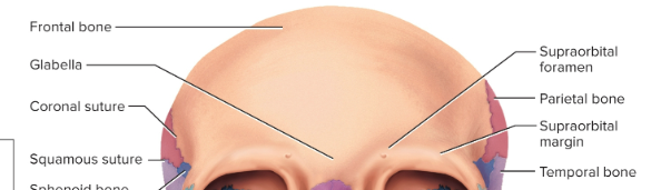 <p>Frontal bone</p>