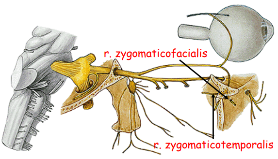 <p>r. zygomaticotemporalis </p><p>r. zygomaticofacialis</p>