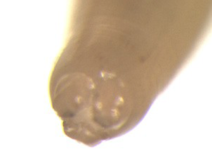 <p>what is shown here?</p>