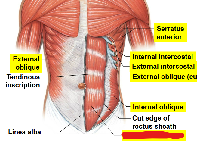 <p>What muscle is this?</p>