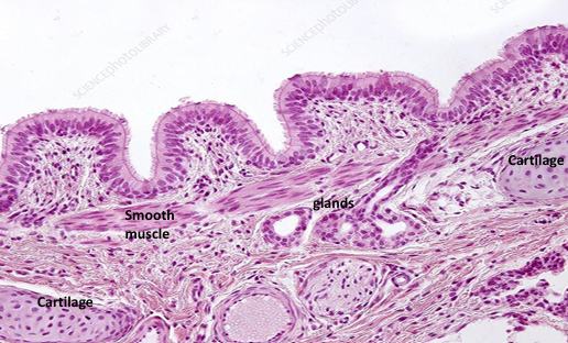 <p><strong>Bronchus</strong></p>