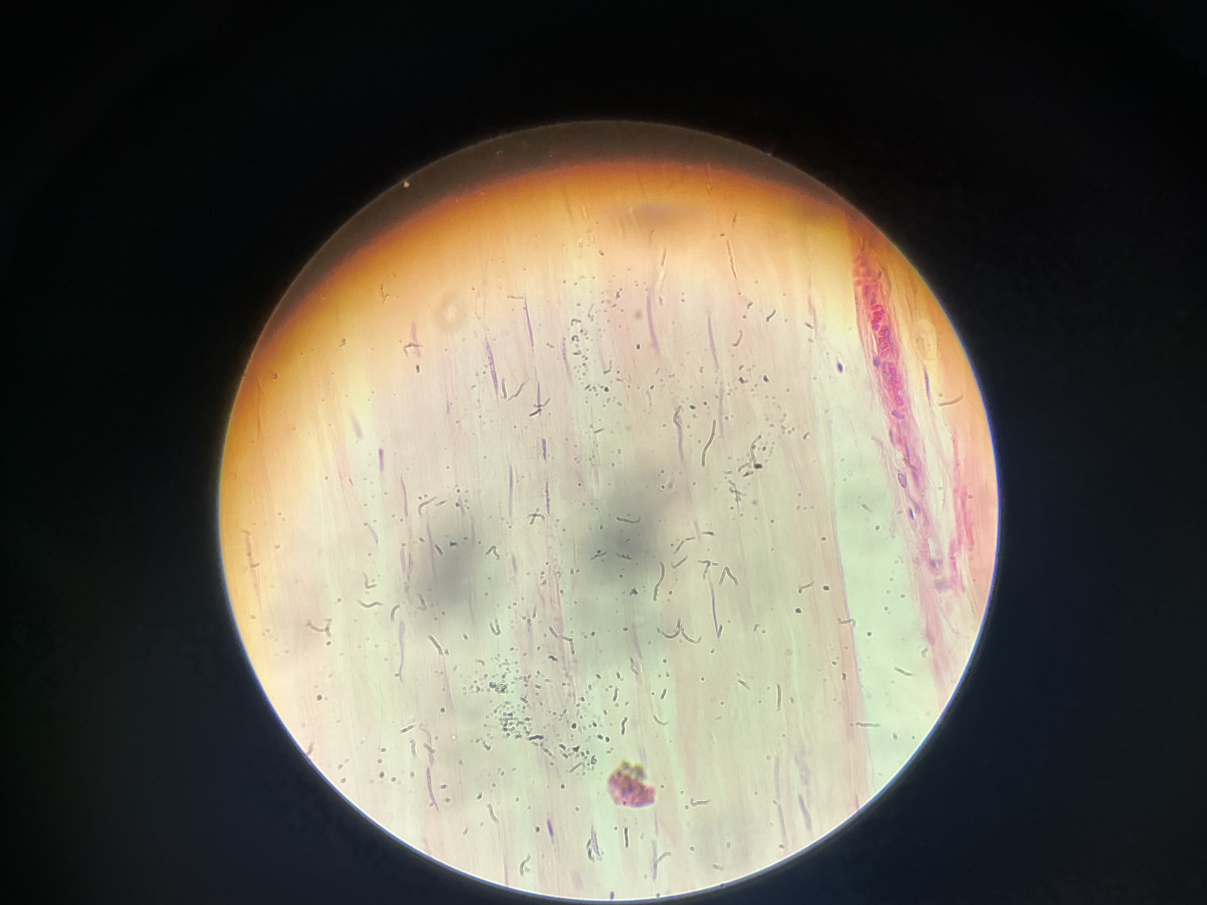 <p>what tissue is this?</p>