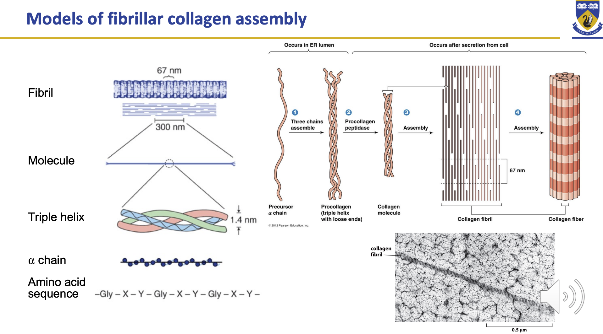 <p>In the ER lumen:</p><ul><li><p>Alpha chain combines to form triple helix </p></li></ul><p>After secretion out of the cell </p><ul><li><p>Pro-collagen peptidase (cutting of loose ends) </p></li><li><p>Assembly into collagen fibril </p></li><li><p>Further assembly with other fibrils </p></li></ul><p></p>