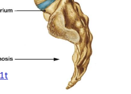 <p>kryžkaulinis užpakalinis linkis (stuburo)</p>