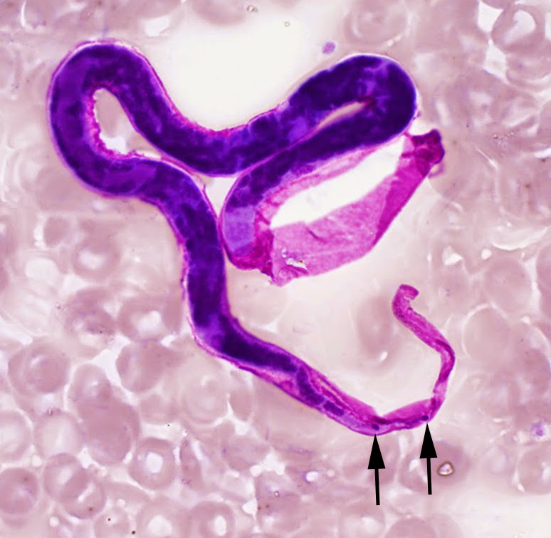 <ul><li><p>sheathed  </p></li><li><p>nuclei densely packed in single row to tip but separated</p></li><li><p>tapered tail to poimt</p></li></ul><p></p>