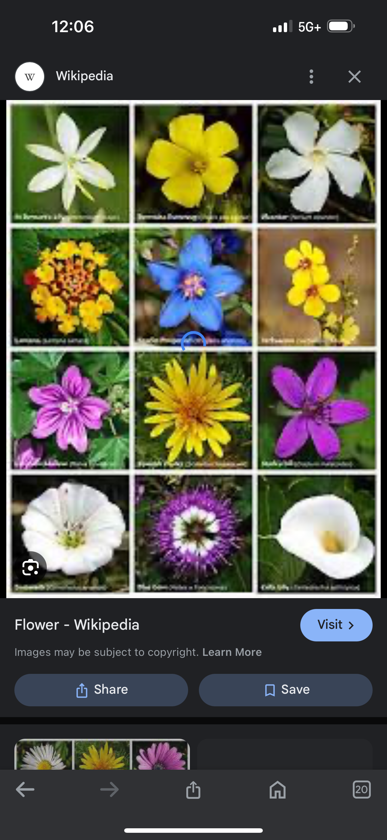 <p>Flowering plants 90% Of all plants species are angiosperms Three main parts</p><p>1. Flower-specialized structure that produce pollen</p><ol start="2"><li><p>Fruit- the main ovary of flowering plants that contain seeds</p></li><li><p>Cotyledon- Stores food by growing embryo</p></li></ol>