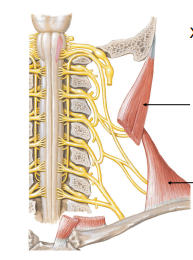 <p>XI. Spinal Accessory Nerve Motor to 2 muscles:</p>