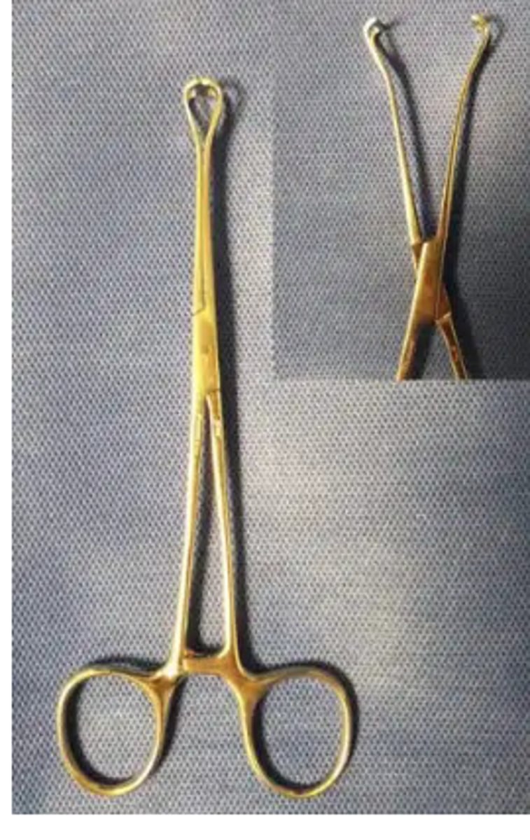 <p>-jawed with smooth end</p><p>-delicate structures</p>