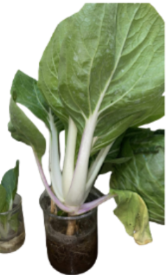 <p>What is its physiological maturity and commercial maturity?</p>
