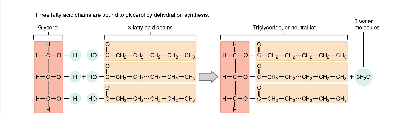 <p>Glycerol + 3 fatty acid chains<br>Major source of fuel for body</p>