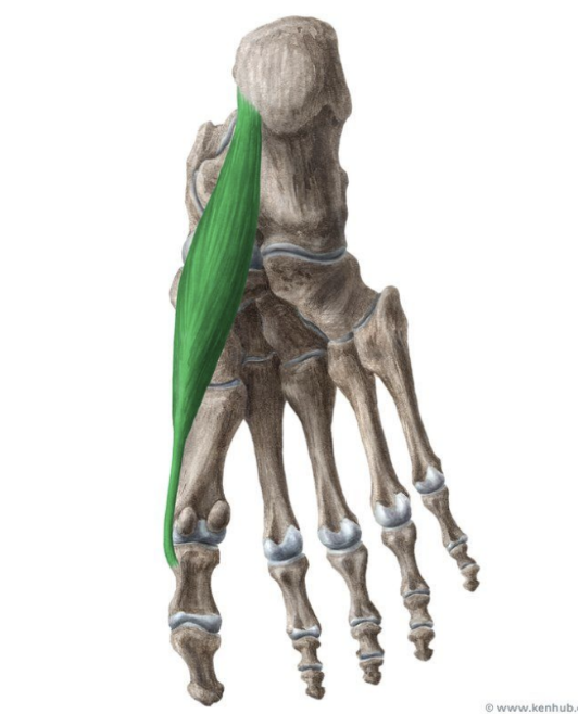 <p>MUSCLE:</p><p>ORIGIN:</p><p>INSERTION:</p><p>NERVE:</p><p>ACTION:</p>