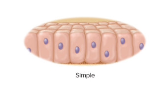 <p>every cell touches the basement membrane</p>