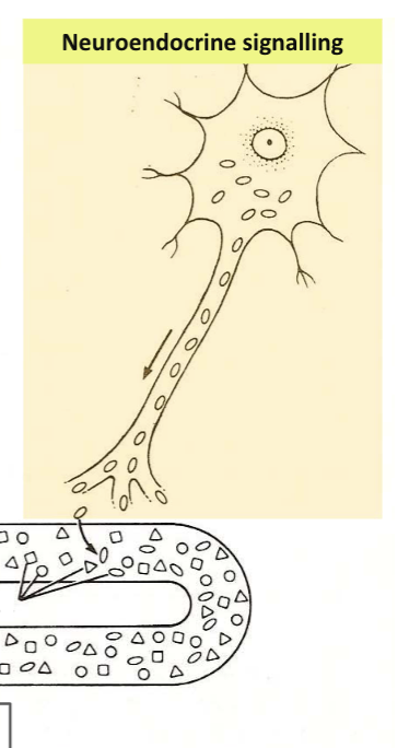 <p>Neurons release hormones (called neurohormones) into the blood, not into synapse</p><p>e.g. hypothalamic neurons releasing oxytocin or ADH into circulation</p>