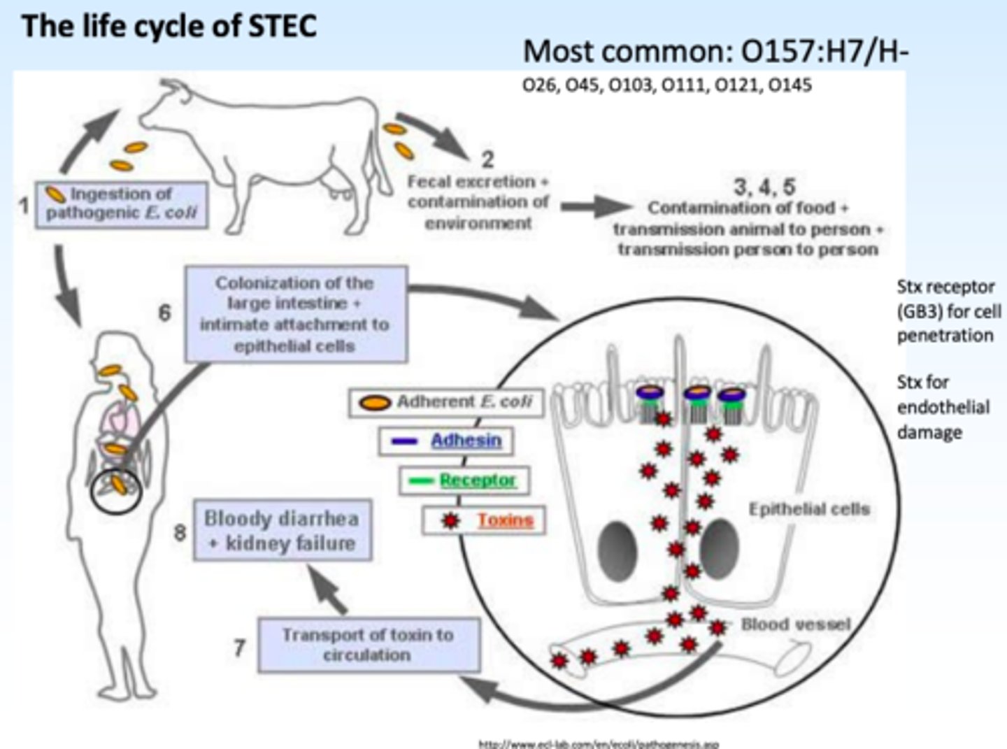 <p>STEC</p>