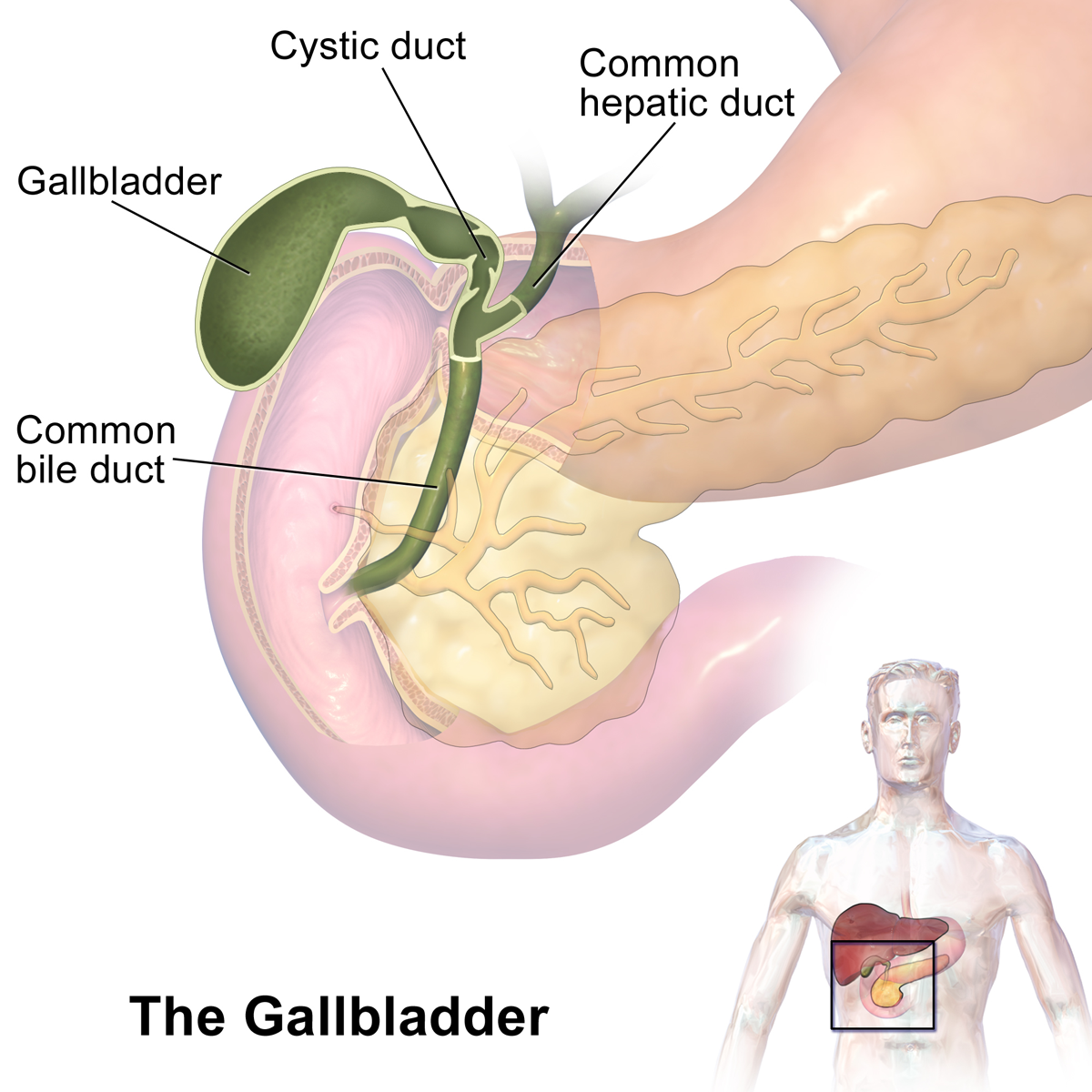 <ul><li><p>storage sac which holds bile from the liver.</p></li><li><p>bile salts can crystalize and form "stones" -called gallstones - which can block the bile duct.</p></li></ul>