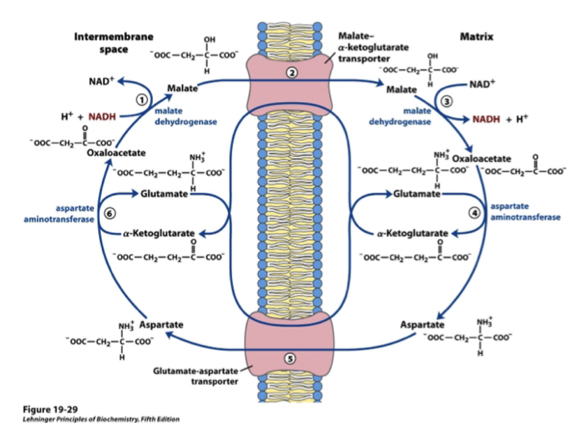 <p>Det oxaloacetat som produceras i citronsyracykeln kan <strong>transamineras</strong> till aspartat med <strong>aspartat aminotransferas </strong>(glutamat blir till ketoglutarat).</p><p>Aspartat kan sedan transporteras ut från matrix till <strong>ureacykeln</strong>.</p><p>Motsatt reaktion kan sedan ske för att malat ska kunna transporteras in i cellen. Oxaloacetat kan reduceras till malat med NADH→NAD+ med <strong>malatdehydrogenas</strong>. Motsatt rktion sker sedan i matrix.</p>