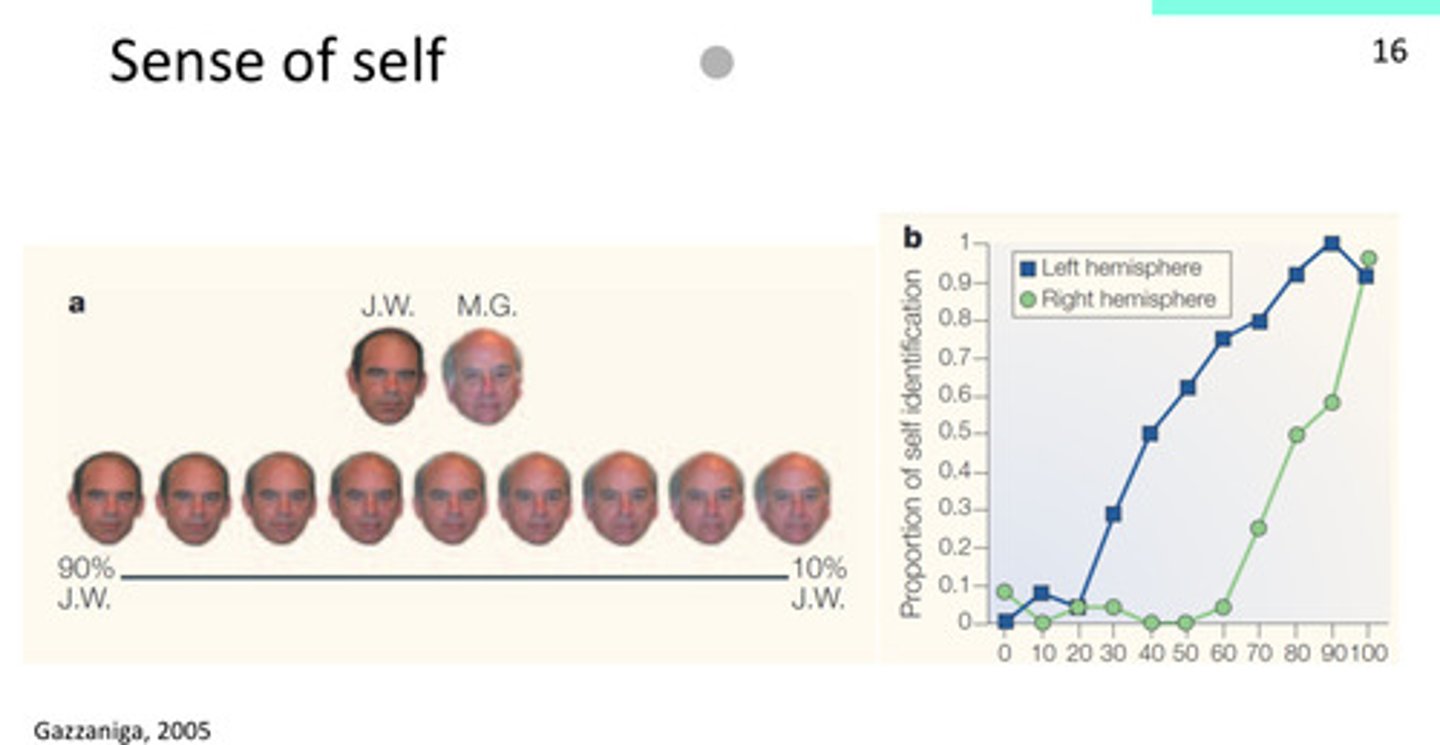 <p>if it’s fully JW or MG, both hemispheres can say “yes that’s me” and “no that’s not me”</p><p>right hemisphere: conservative, doesn’t identify as self until it’s close to self</p>
