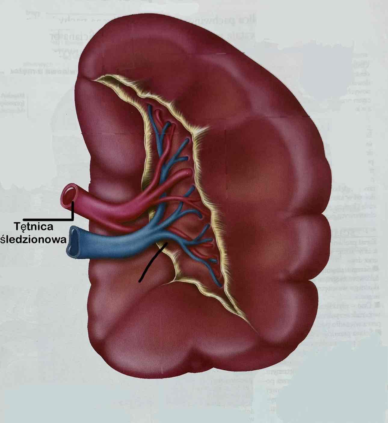 <p>Tętnica śledzionowa</p>