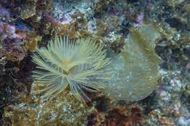 <p>these annelids are tubeworms, they unfurl tentacular crowns to feed, food is moved from radioles to mouth by ciliary action, it includes feather duster worms and christmas tree worms</p>
