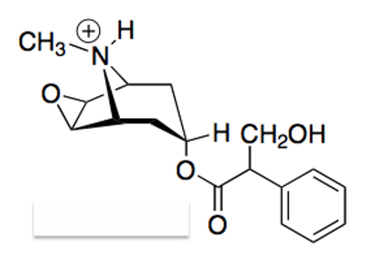 <p>base of muscarinic antagonists</p>