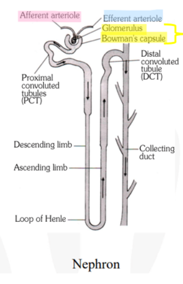 <p>Afferent arteriole</p>