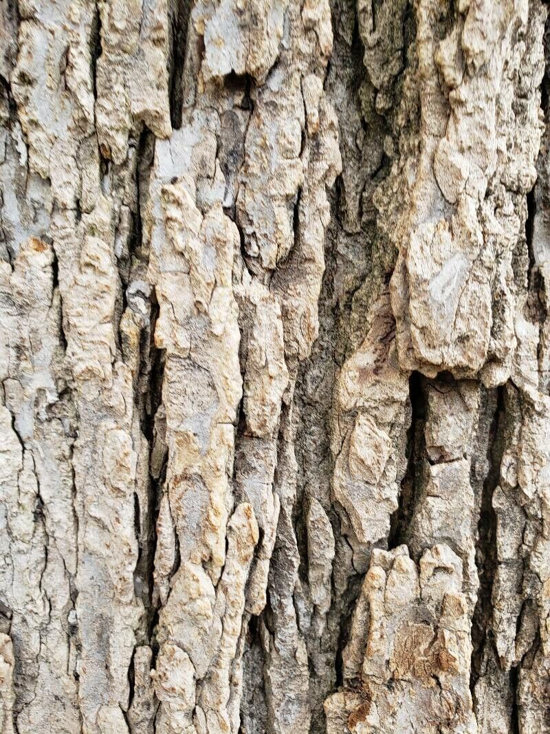 <p>American elm, Ulmus americana, Ulmaceae</p>