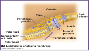 <p>In membranes of living cells &amp; they are the primary component of prokaryotic &amp; eukaryotic plasma membranes</p>