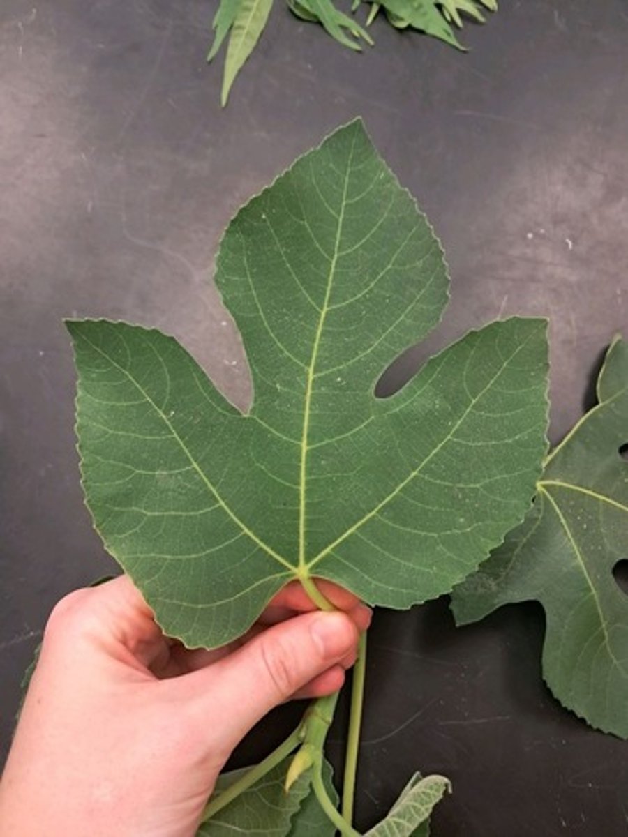 <p>What is the common name of this plant?</p>