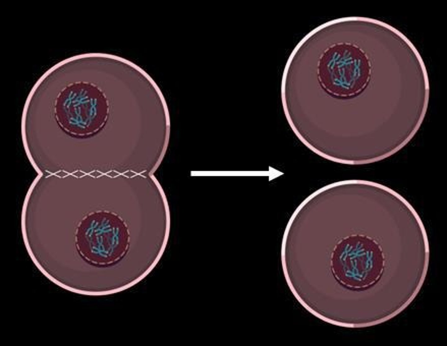 <p>During telophase, the nuclear envelope re-forms, chromosomes decondense, and cytokinesis results in two cells, each with 46 chromosomes.</p>