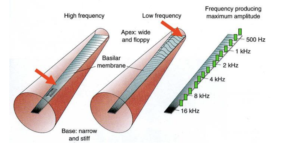 <ol><li><p>Basilar membrane vibrates in time with the sound waves</p></li><li><p>hair bundles on the hair cells <strong>deflect to and fro</strong> (in time with sound waves)</p></li><li><p>Whichever freuency it was, corresponding width of the basilar membrane will vibrate</p></li><li><p>So even though teh hair cells are the same, they response to different tones due to their different locations</p></li></ol><p></p>
