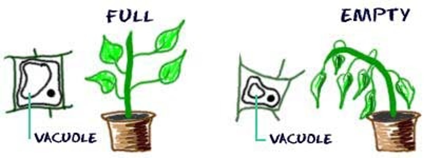 <p>The pressure that water molecules exert against the cell wall</p>